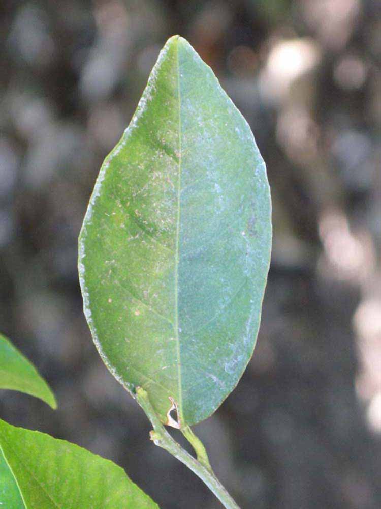              Unifoliolate leaf (Riverside, CA)       